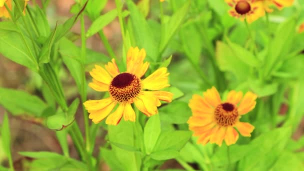 Eine schöne gelbe Blume mit einem weinroten Zentrum. — Stockvideo