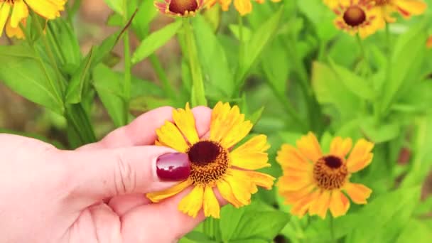 女性の手は指で花壇に花びらを優しく撫でる. — ストック動画