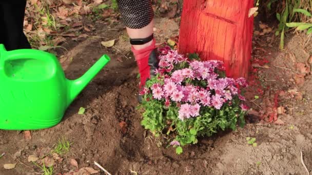 女人用水壶给刚种植的花丛浇水. — 图库视频影像