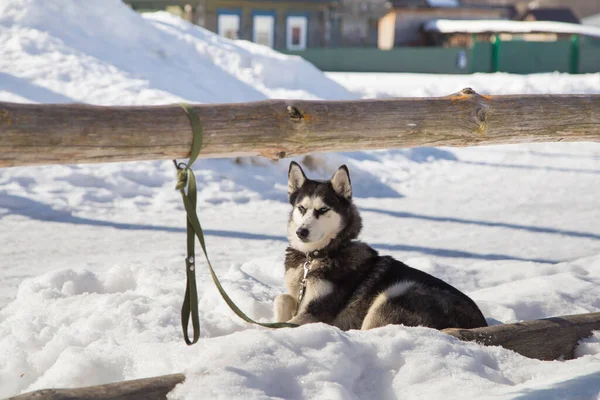 L'uomo siberiano Husky, fedele amico, giace nella neve. — Foto Stock