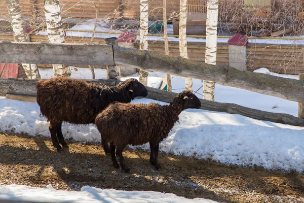 Овцы стоят на склоне со снегом и греются под вечерним солнцем. — стоковое фото