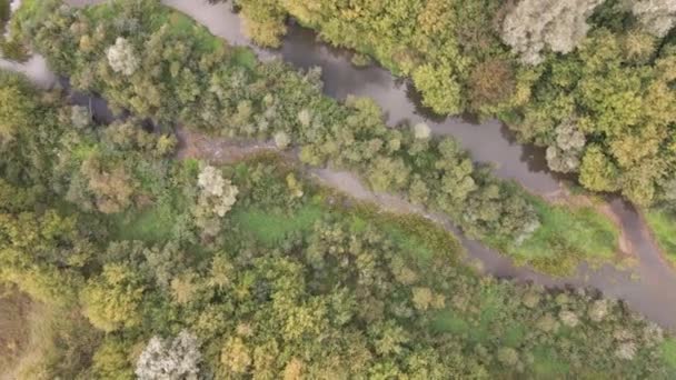 Vista aérea de un río ramificado y árboles verdes densos — Vídeo de stock
