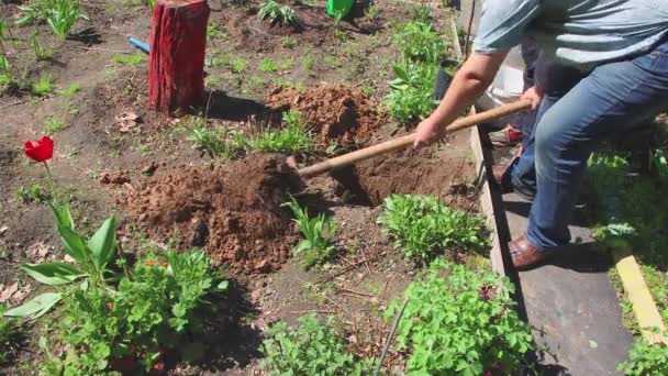 De vader vult het gat met zwarte grond, de zoon houdt een boomstronk vast — Stockvideo