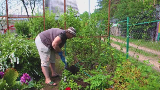 Une femme dans un chapeau tombe dans un trou pour planter une rose et sourit. — Video