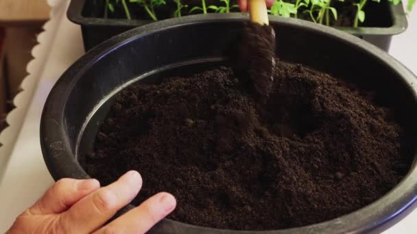 Een vrouwenhand mengt de compost in een kom voor de transplantatie van tomatenzaailingen. — Stockvideo