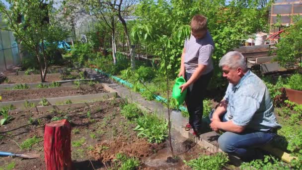 Un niño riega una plántula de una regadera, el padre alaba a su descendencia. — Vídeos de Stock