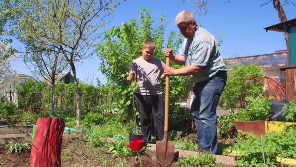 El padre está cavando un agujero con una pala, el hijo sostiene un árbol. — Vídeo de stock