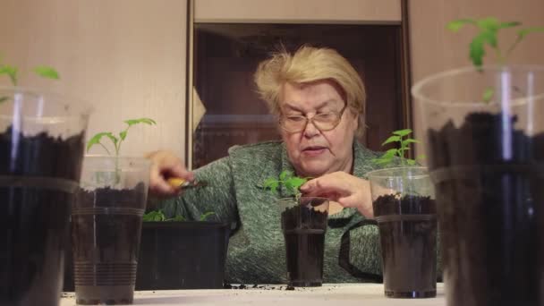 Eine Frau gießt Kompost in einen Tomatentopf, pflanzt ihn an. — Stockvideo