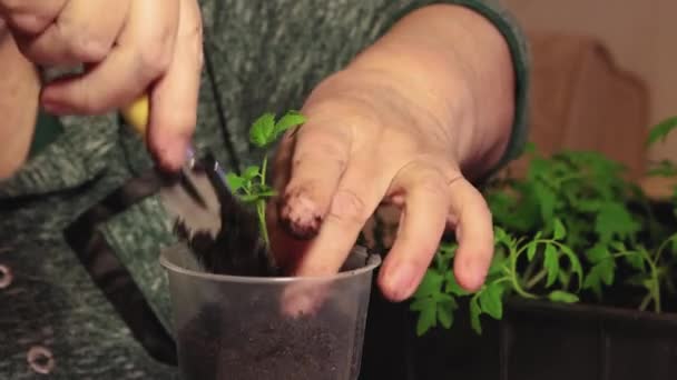 Una mano hembra vierte tierra negra en una olla de plántulas de tomate, planta una planta. — Vídeos de Stock