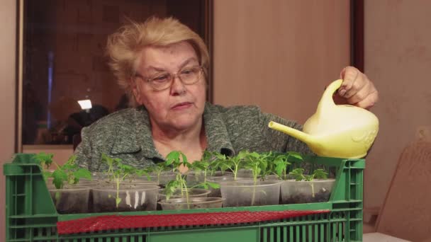 Пожилая женщина наливает томатные саженцы в горшки из маленькой лейки — стоковое видео