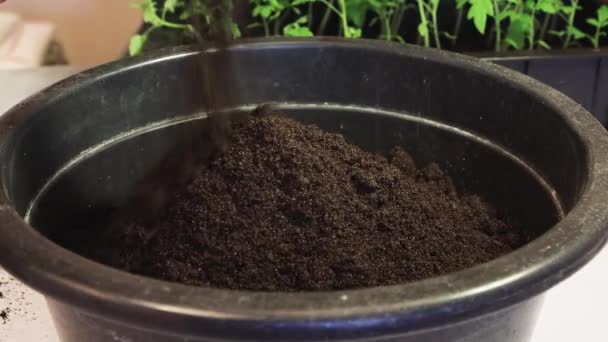 Il compost viene versato in un grande bacino per il trapianto di piantine di pomodoro. — Video Stock