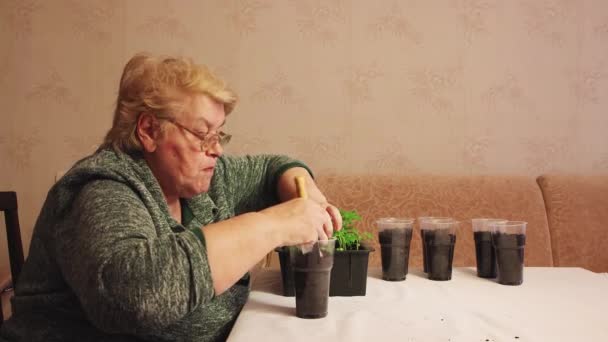 Una mujer pone una olla de compost y planta plántulas de tomate jóvenes — Vídeos de Stock