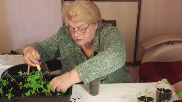 Een vrouw transplanteert een tomatenzaadje met een spatel in een pot compost. — Stockvideo