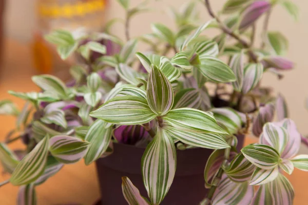 Ev çiçeğinin yeşil çizgili yaprakları.. 