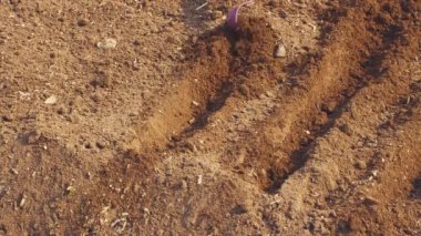 Metal çapa havuç dikme yatağında izler bırakır..