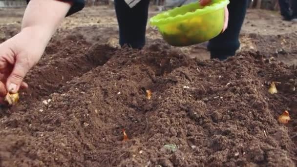 Las manos de las mujeres plantan plántulas de cebolla en los surcos en la cama del jardín. — Vídeos de Stock