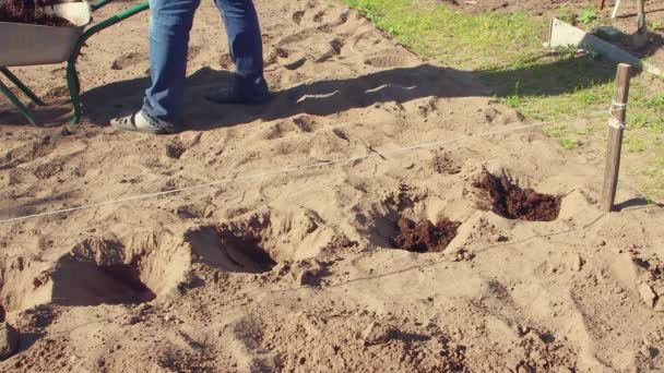 Un hombre esparce estiércol con una pala en los agujeros para plantar tubérculos de patata. — Vídeos de Stock