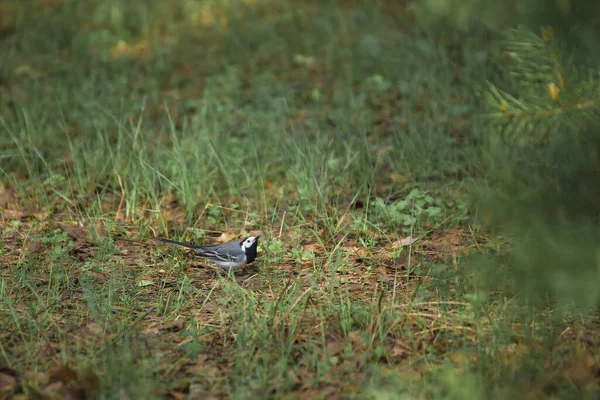Küçük bir civciv çimenlerde oturur ve gökyüzüne bakar..