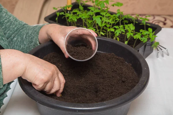 Close-up of female hands scoop compost into a pot for seedlings. Stock Picture