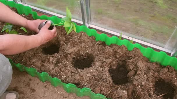 Αρσενικά χέρια φυτεύουν σπορόφυτα πιπεριού σε ένα κρεβάτι κήπου σε θερμοκήπιο.. — Αρχείο Βίντεο