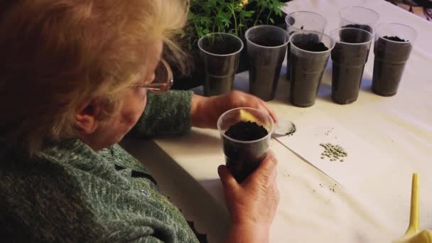 Uma mulher faz um buraco em um pote de composto, coloca grânulos de fertilizante. — Vídeo de Stock