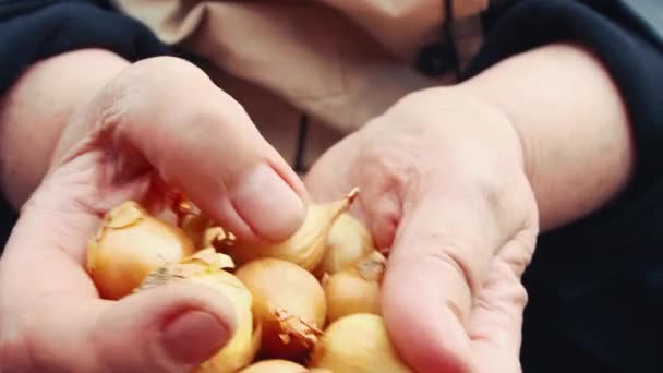 Las manos femeninas de cerca sostienen y examinan la cebolla para plantarla. — Vídeos de Stock