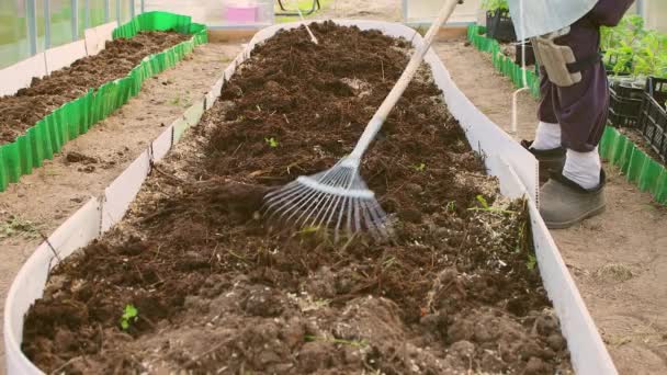 Een man spreidt compost uit in een tuinbed met een ventilatorhark. — Stockvideo