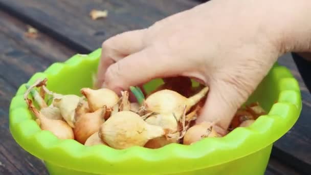 Una mano de mujer desmonta y examina las plántulas de cebolla para plantarlas en una cuenca — Vídeos de Stock