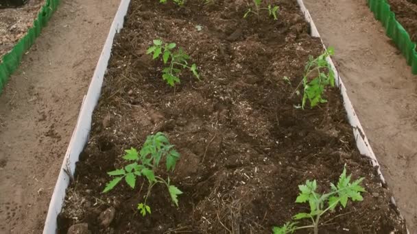 Grüne Tomatensetzlinge werden in fruchtbaren Boden im Gartenbeet gepflanzt. — Stockvideo