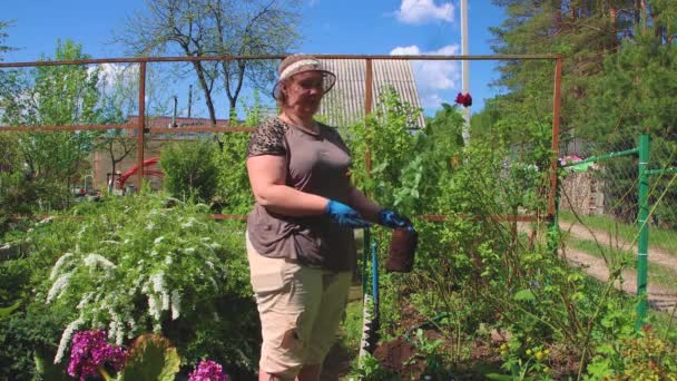 En kvinna i hatt inspekterar en röd ros buske innan plantering. — Stockvideo