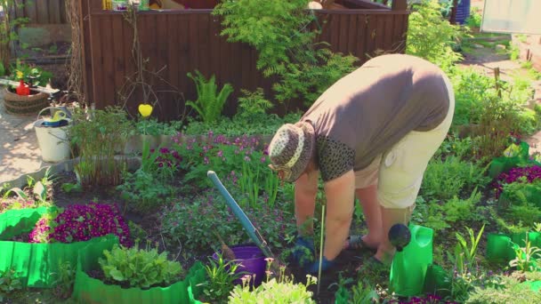 De vrouw plant de struik af en toe zachtjes en giet water uit een gieter. — Stockvideo