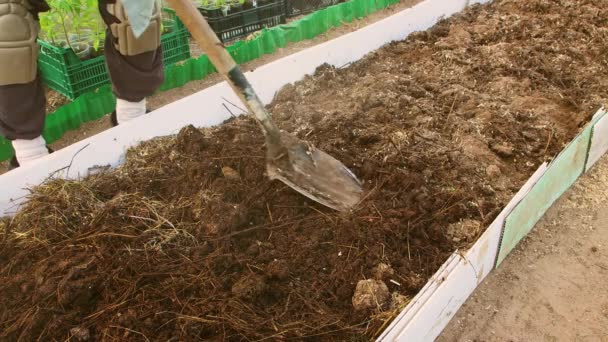 Een man graaft compost op in een kas met een schop close-up. — Stockvideo