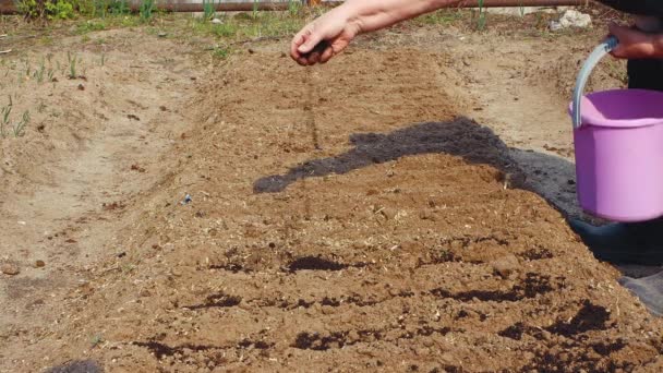 Пожилая женщина кладет черную землю в борозды в садовую кровать из ведра. — стоковое видео