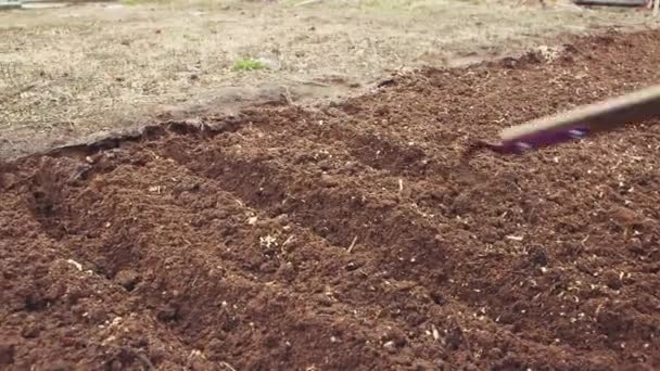 Un primer plano de azada metálica hace surcos en el lecho del jardín para plantar cebollas. — Vídeos de Stock