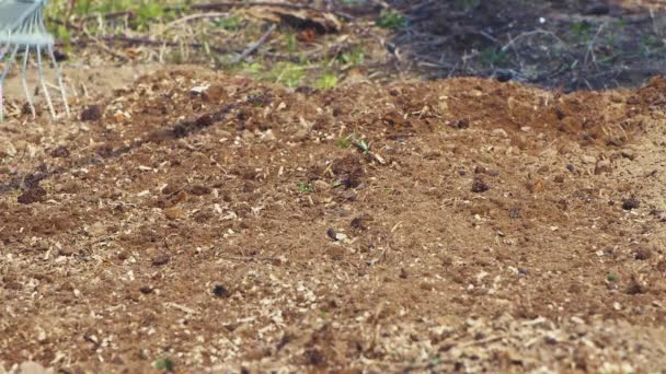 Металлические грабли возделывают и выравнивают почву в саду. — стоковое видео