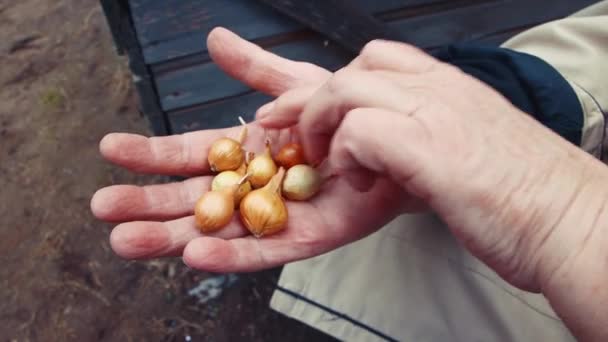 Las manos femeninas sostienen y examinan la cebolla para plantar de cerca. — Vídeos de Stock