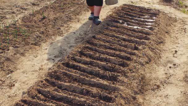 An elderly woman pours furrows in a garden bed from a watering can. — Stock Video