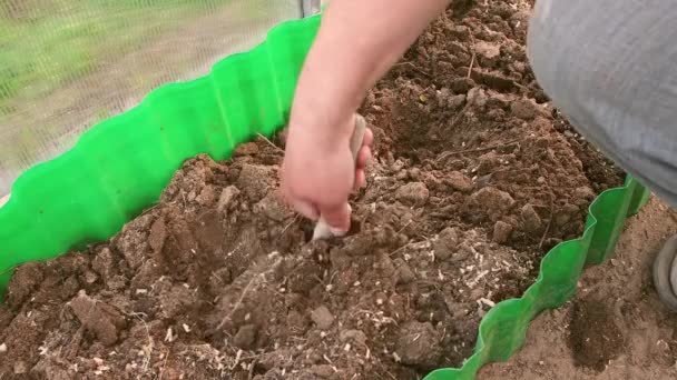 Een man met een spatel maakt gaatjes in een tuinbed in een kas close-up. — Stockvideo