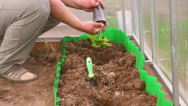 En man planterar paprika plantor i en trädgård säng i ett växthus. — Stockvideo