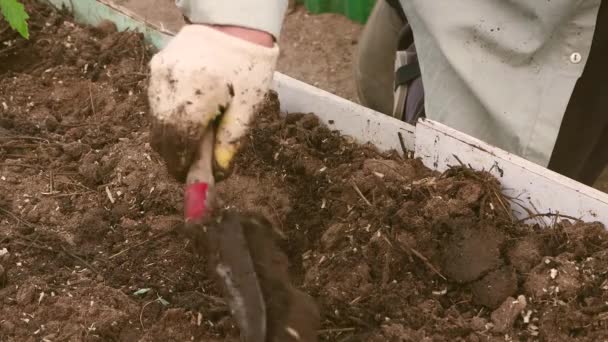 Las manos masculinas en guantes plantan plántulas de tomate de cerca en la cama del jardín. — Vídeo de stock