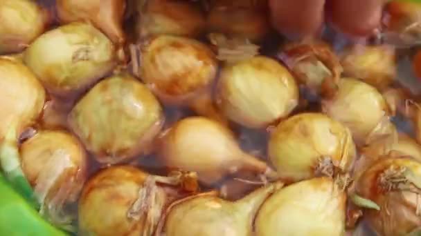 Close-up de mudas de cebola para plantar água embebida em uma bacia. — Vídeo de Stock