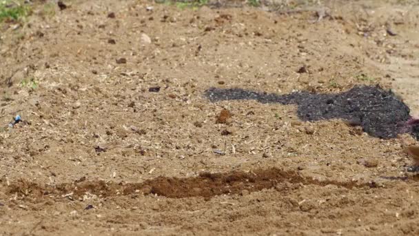 La houe métallique fait gaiement des sillons dans le lit de plantation. — Video