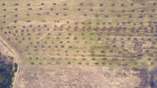 Nice aerial view of heaps of manure lying in even rows in the field. — Stock Video