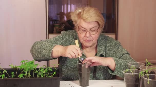 Eine Frau pflanzt einen Tomatensetzling mit einem Spachtel in einen Topf mit schwarzer Erde. — Stockvideo