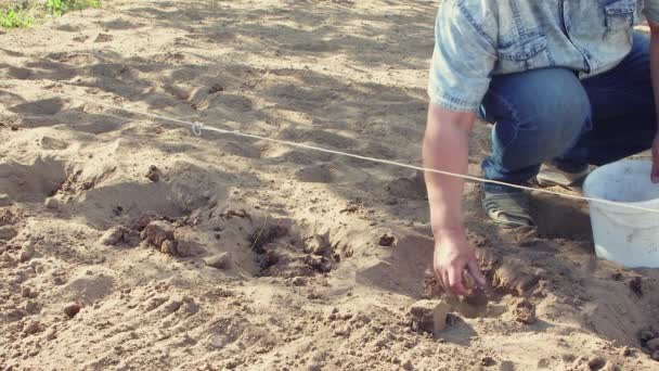 Un homme plante doucement des tubercules de pomme de terre dans les fosses avec sa main, gros plan. — Video