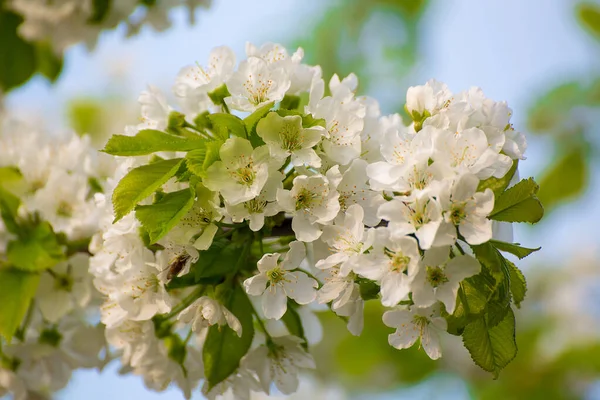 Kiraz ağacının dalındaki beyaz çiçekler yoğun ve güzel bir şekilde büyür.. 