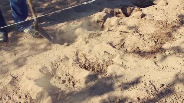 A man in the ground with a shovel digs holes close-up for planting potato tubers — Stock Video