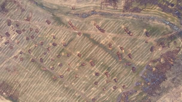 Cumuli di letame su un campo verde agricoltori si trovano piatte, vista a volo d'uccello. — Video Stock