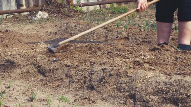 An elderly woman cultivates and levels the soil in the garden with a metal rake. — Stock Video