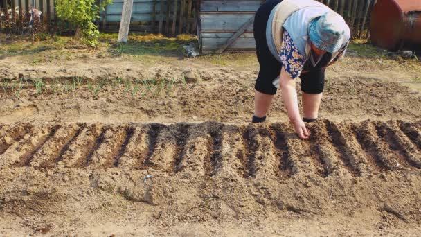 Een oudere vrouw plant zorgvuldig wortelzaden in de groeven in het tuinbed. — Stockvideo